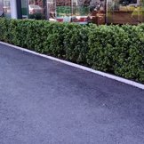 Ilex crenata 'Japanse hulst'  width=