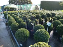 Ilex cren. Dark green BOL & VORM  width=