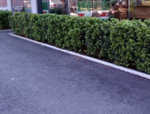 Ilex cren. Dark green HAAG  width=