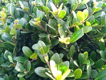 Ilex crenata Dark green®  width=