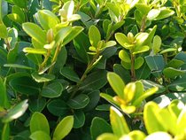 Ilex crenata green hedge  width=
