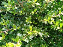 Ilex crenata Stokes  width=