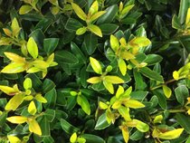 Ilex crenata Blondie®  width=