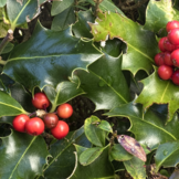 Ilex aquifolium - hulst  width=
