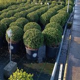 Buxus (kies alternatief)  width=