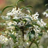 Osmanthus - schijnhulst  width=