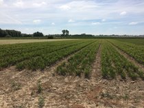 Andere haagplanten  width=