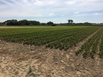 Andere Ilex crenata  width=