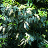 Prunus 'Laurierkers' haag  width=