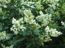 Ligustrum - Liguster  width=