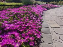 Bodembedekkers  width=