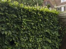 Fagus sylvatica - Beukenhaag  width=