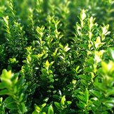 Euonymus Japonicus  width=