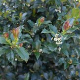 Ilex meserveae  width=