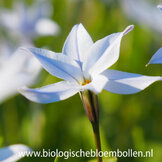 Bio bloembollen  width=