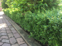 Groenblijvende hagen  width=