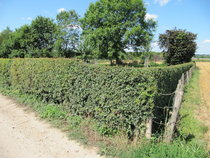 Crataegus monogyna - Meidoornhaag  width=