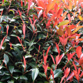 Glansmispel haag 'photinia'   width=