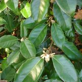 Olijfwilg 'elaeagnus ebbingei'  width=