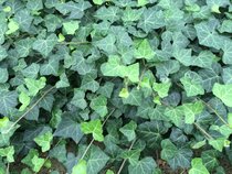 Klimop 'hedera hibernica'  width=