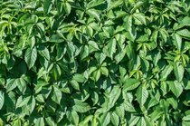 Wilde wingerd  width=