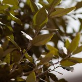 Quercus Ilex  width=