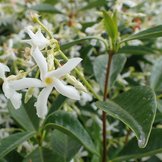 Toscaanse | Sterjasmijn  width=