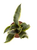 Sanseveria  width=