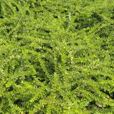 Chinese kamperfoelie haag  width=