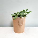 Bio kamerplanten  width=