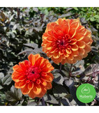 Zomerbloeiers  width=