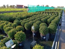 Boules et formes d'Ilex  width=