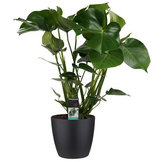 Andere kamerplanten  width=