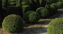 Boules de Taxus  width=