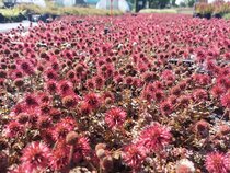 Alle bodembedekkers  width=