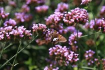 Vaste planten  width=