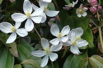 Clematis  width=