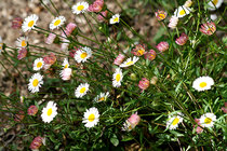 Toutes Plantes vivaces  width=