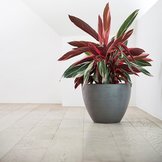 Ecopots Antwerp  width=