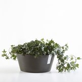 Ecopots Frankfurt  width=