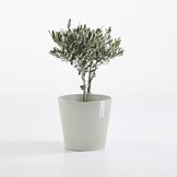 Ecopots Venice (-30%)  width=