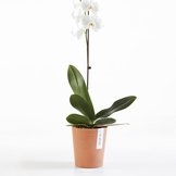 Ecopots Morinda  width=