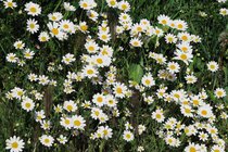 Graines de fleurs organiques  width=