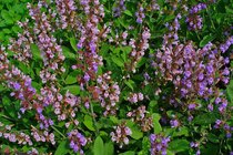 Herbes de jardin biologiques  width=