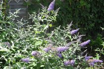 Buddleja - vlinderstruik  width=