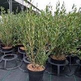 Phillyrea angustifolia 'steenlinde'  width=