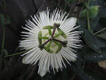 Passiflora - passiebloem  width=