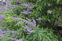 Vitex 'monnikenpeper/Monnikspeper'  width=