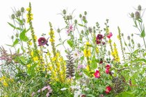 Bio bloemenmengsels  width=