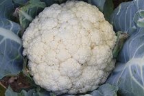 Koolgewassen  width=